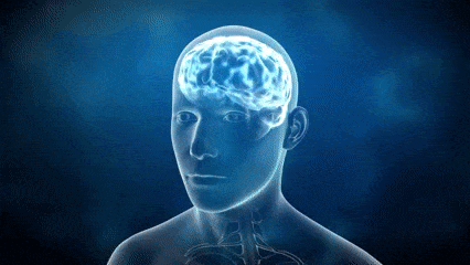 Å dechiffrere hjernens hemmeligheter: Ta denne anatomi - og fysiologiquizen for å teste kunnskapen din!