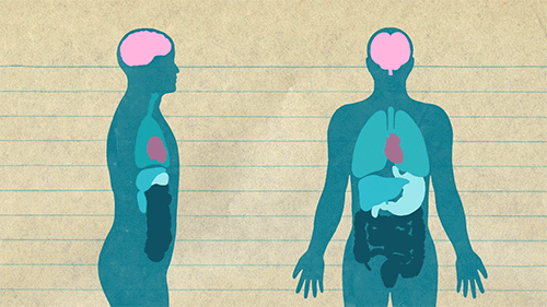 Quiz om Anatomi och Fysiologi av Hjärtat: Hur mycket vet du om motorn i din kropp?