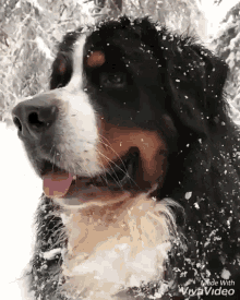 Quiz om Berner Sennenhund: Hur mycket vet du om denna ras?