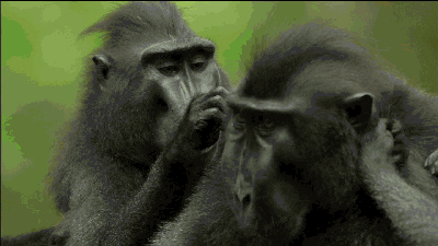Apa-Quiz: Hur mycket vet du om dessa intelligenta djur?