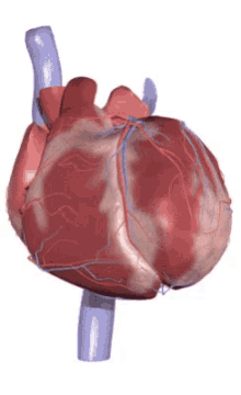 Testa dina kunskaper om det kardiovaskulära systemet!