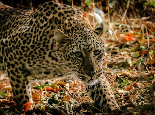 Quiz om Zambia: Hur mycket vet du om detta afrikanska land?