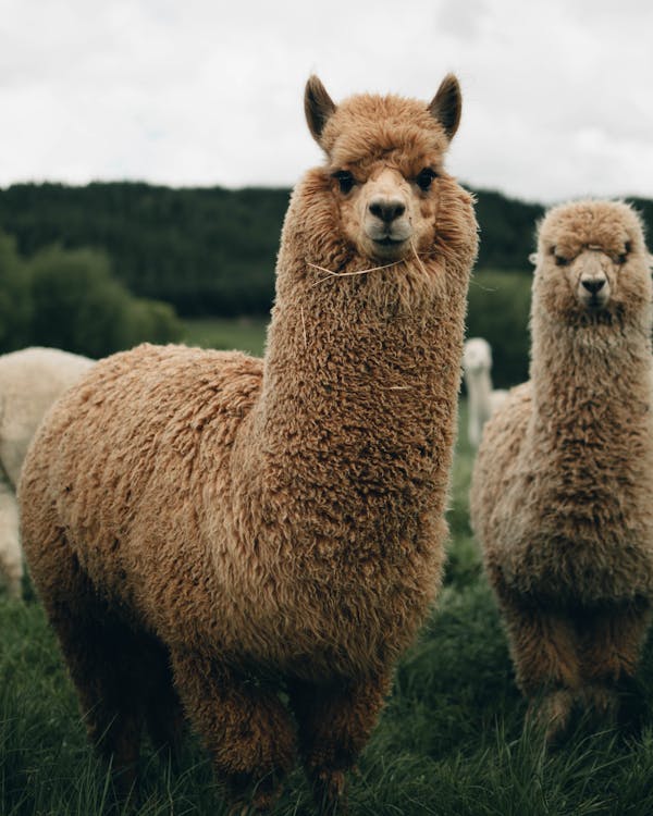 Quiz om Nya Zeeland: hur mycket vet du om detta vackra land?